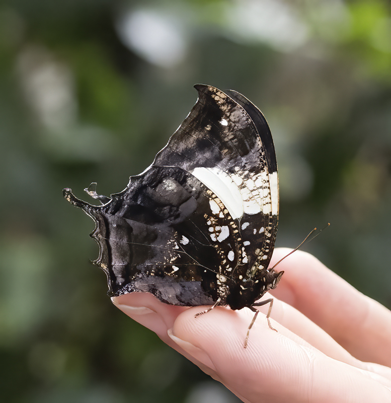 Butterfly_unknown_18_Costa_Rica_001