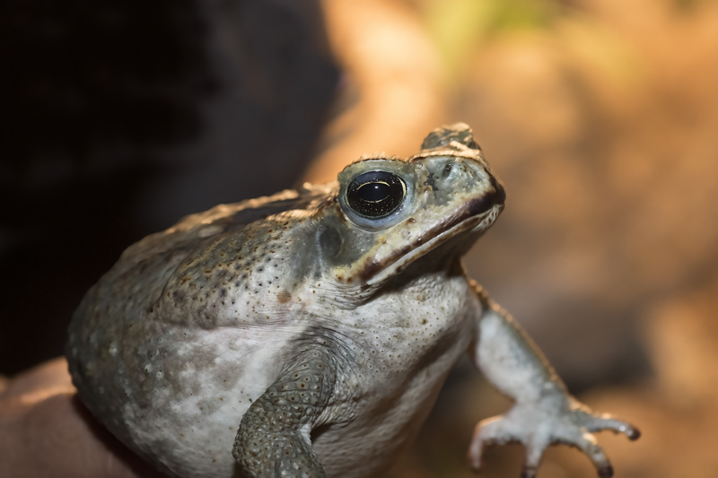 Cane_Toad_18_Costa_Rica_002