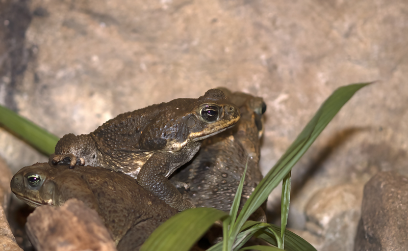 Cane_Toad_18_Costa_Rica_003