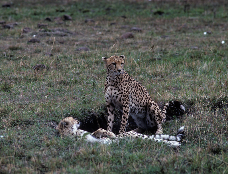 Cheetah_90_Kenya_007