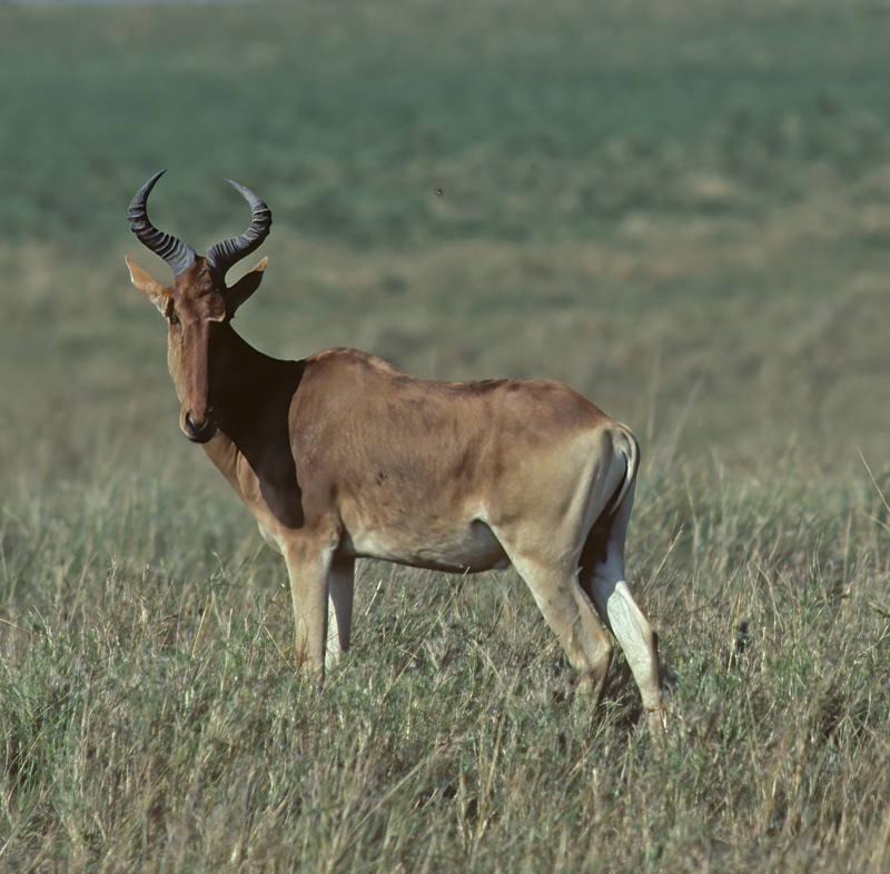 Cokes_Hartebeest_90_Kenya_002