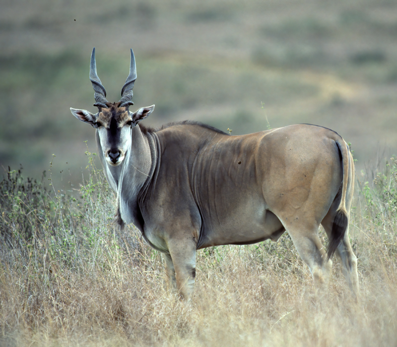 Common_Eland_90_Kenya_001