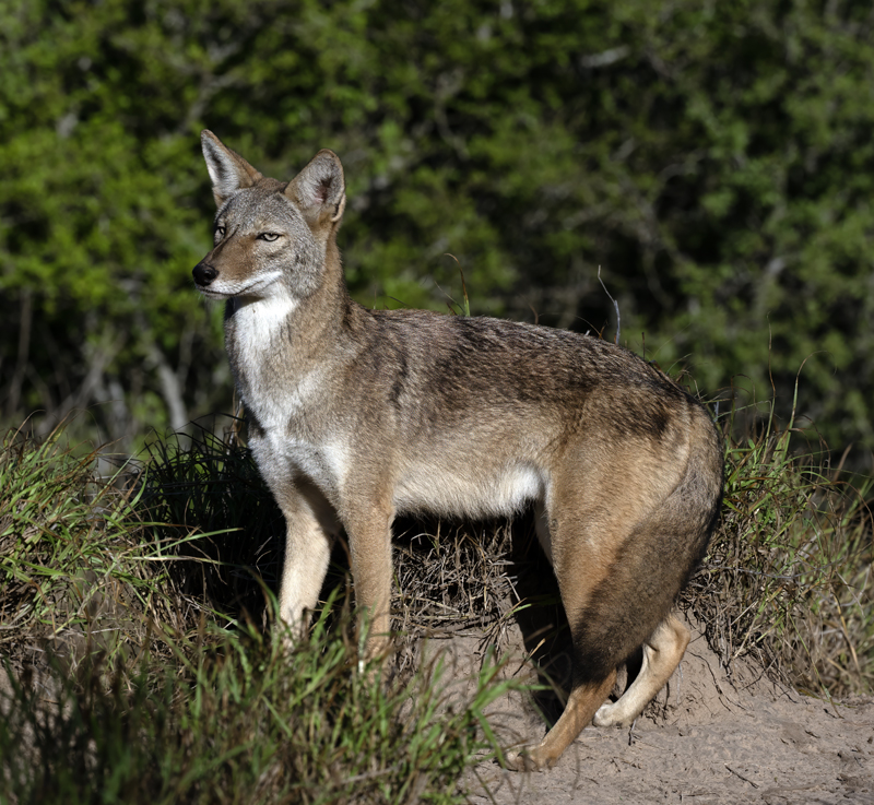 Coyote_22_TX_003