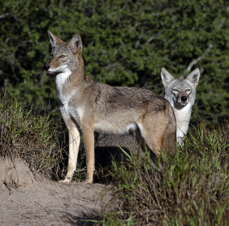 Coyote_22_TX_004
