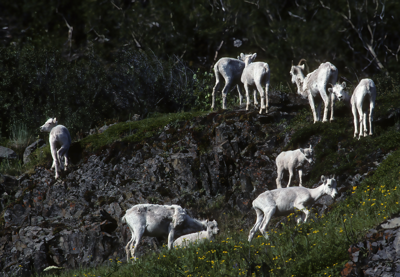 Dall_Sheep_89_BC_Canada_002