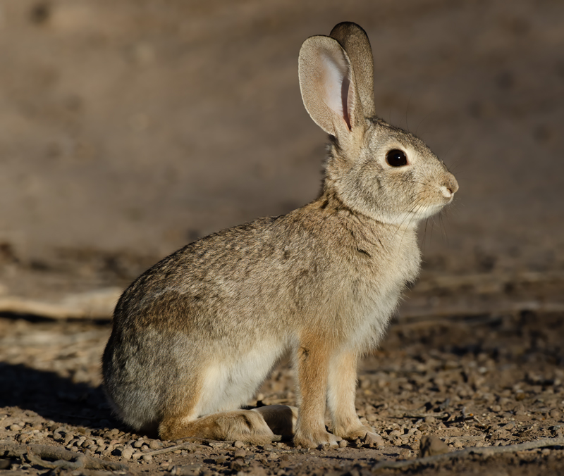 Desert_Cottontail_Rabbit_10_CA_005