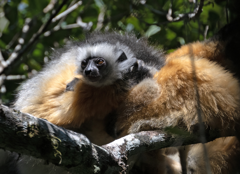 Diademed_Sifaka_24_Madagascar_013