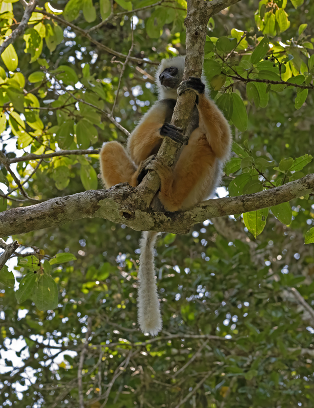 Diademed_Sifaka_24_Madagascar_022