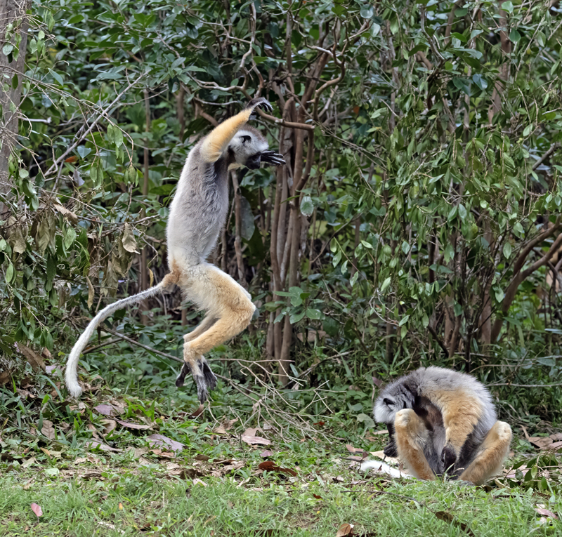 Diademed_Sifaka_24_Madagascar_065