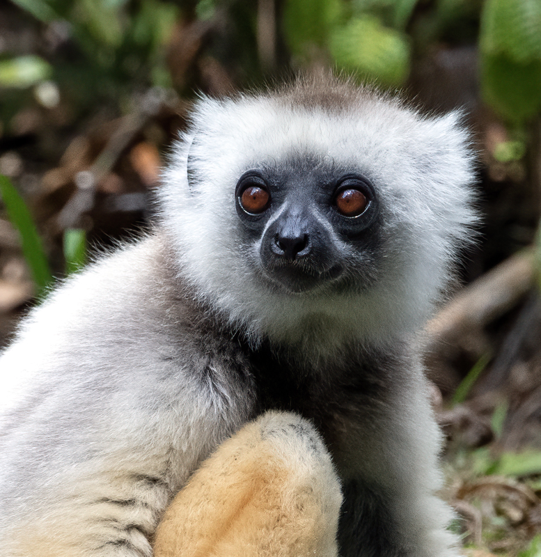 Diademed_Sifaka_24_Madagascar_134