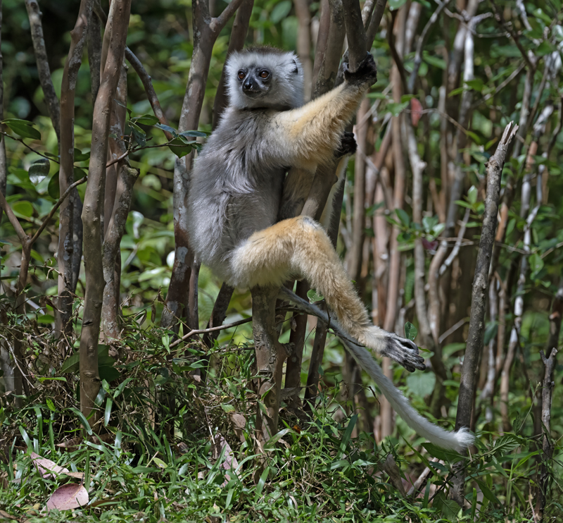 Diademed_Sifaka_24_Madagascar_178