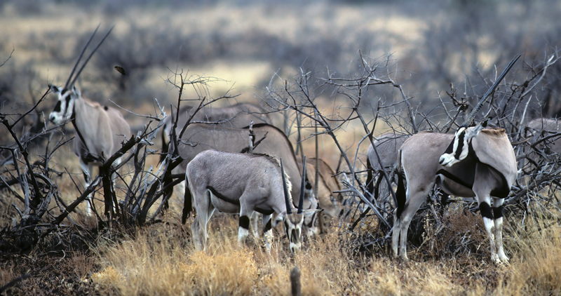 East_African_Oryx_90_Kenya_001
