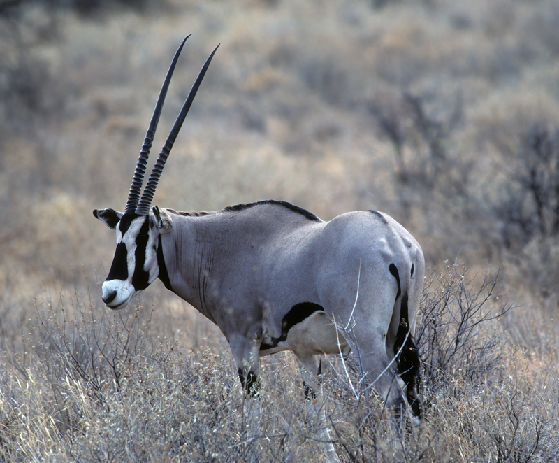 East_African_Oryx_90_Kenya_003
