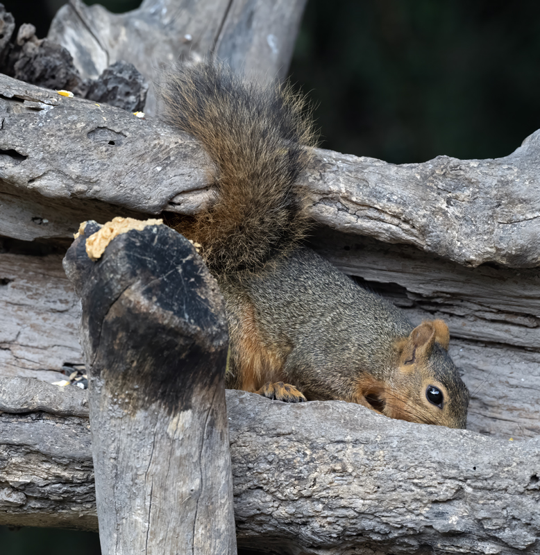 Eastern_Grey_Squirrel_24_TX_L_002