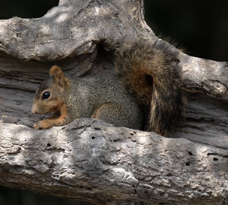 Eastern_Grey_Squirrel_24_TX_L_003