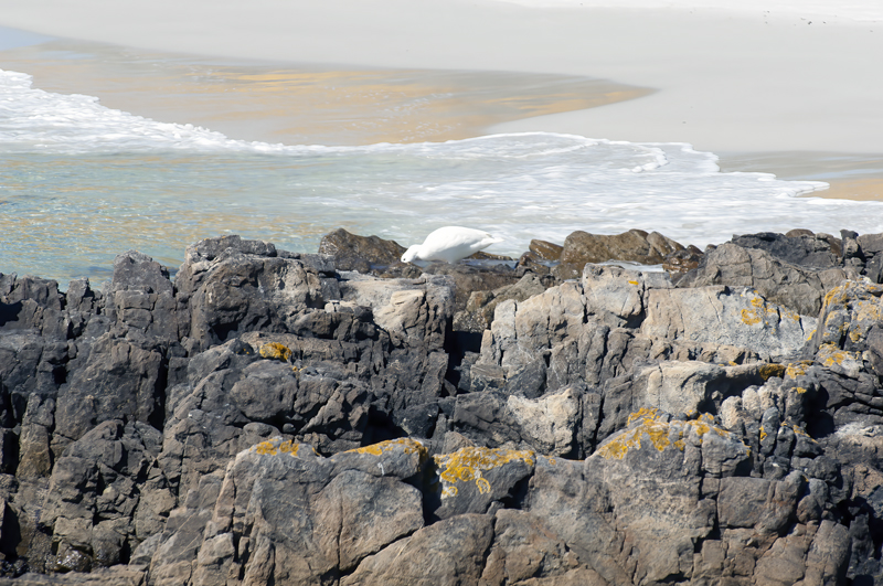 Falklands_07_England_004