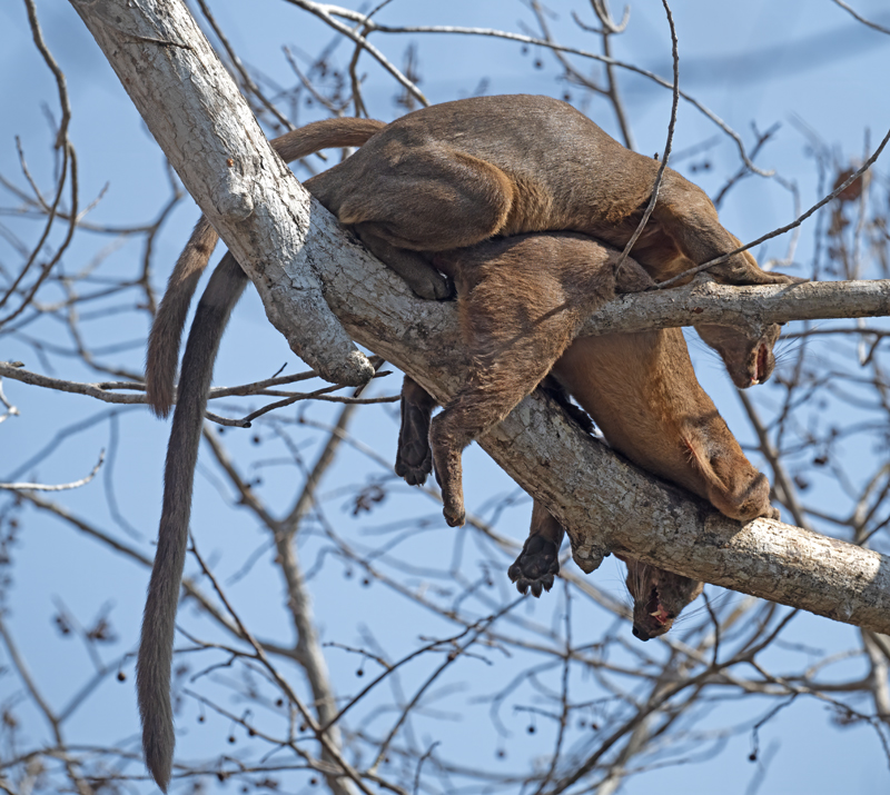 Fossa_24_Madagascar_031