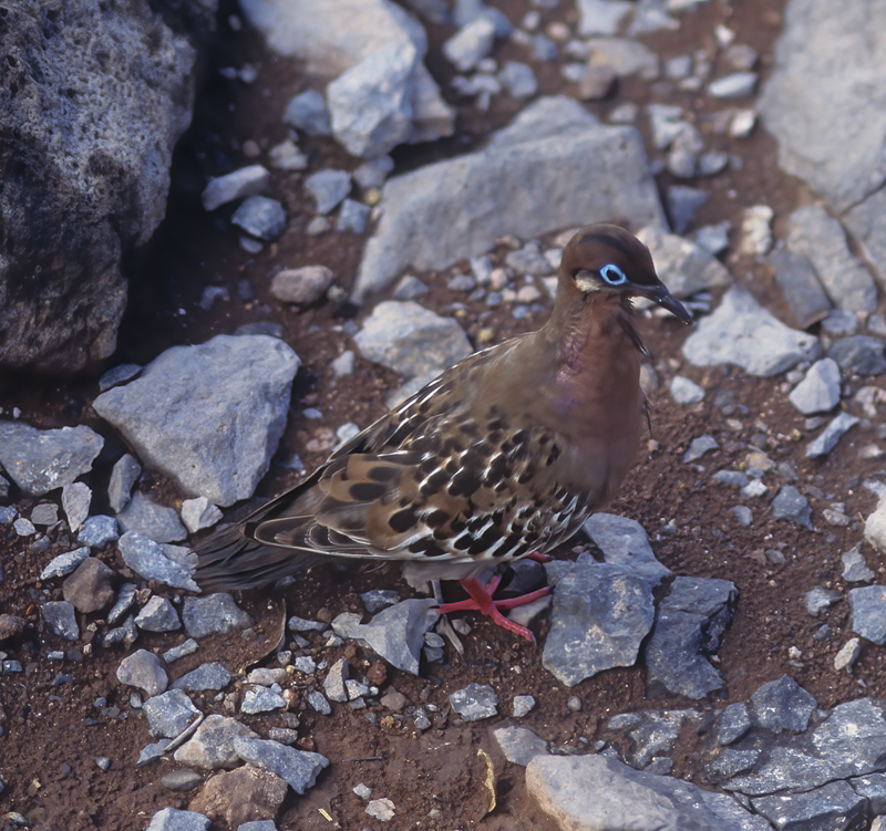 Galapagos_Islands_97_Galapagos_008