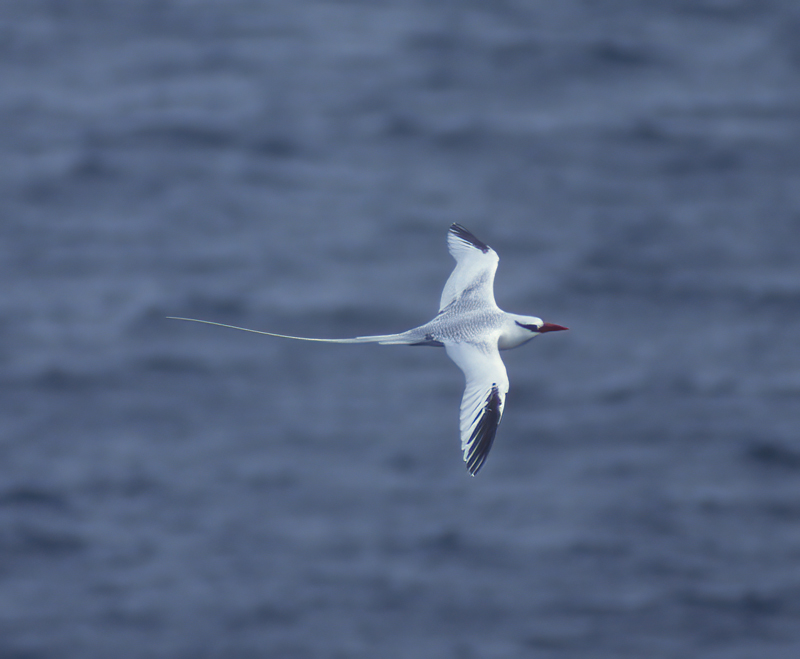 Galapagos_Islands_97_Galapagos_009