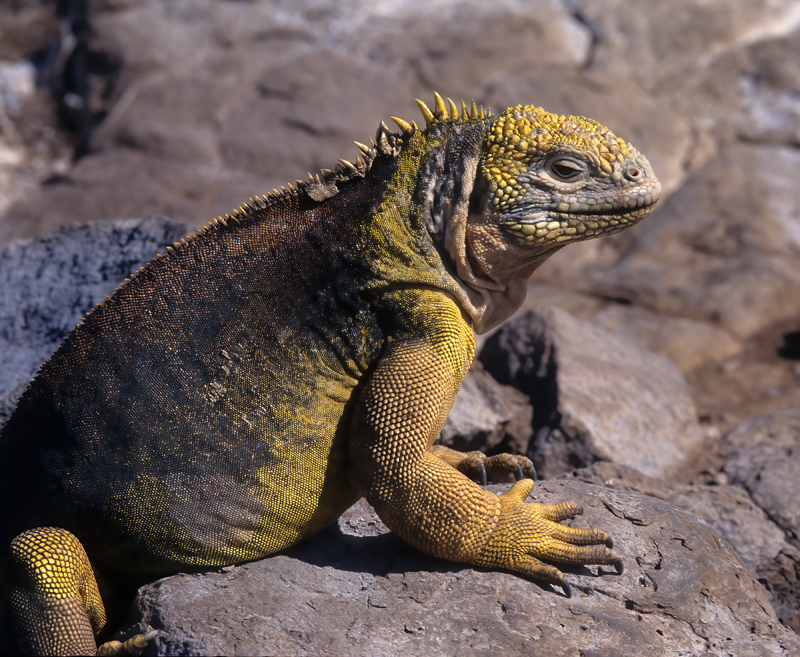 Galapagos_Land_Iguana_97_Galapagos_009