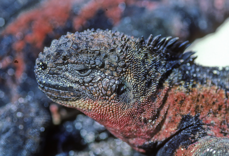 Galapagos_Marine_Iguana_97_Galapagos_001