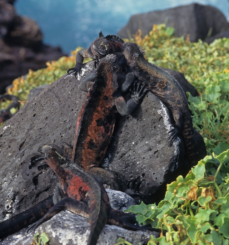 Galapagos_Marine_Iguana_97_Galapagos_005