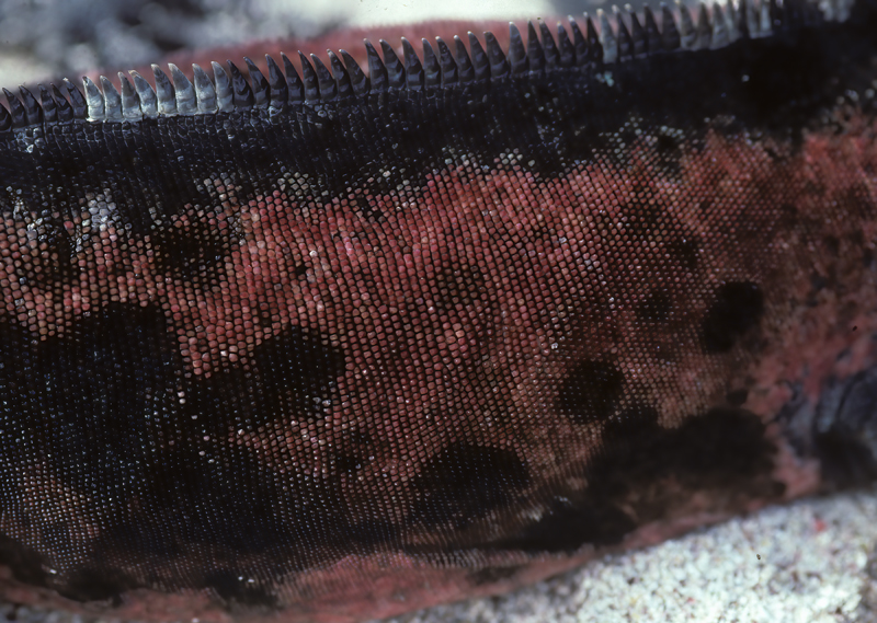 Galapagos_Marine_Iguana_97_Galapagos_007