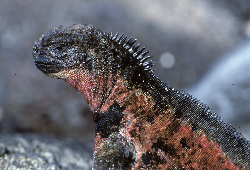 Galapagos_Marine_Iguana_97_Galapagos_008