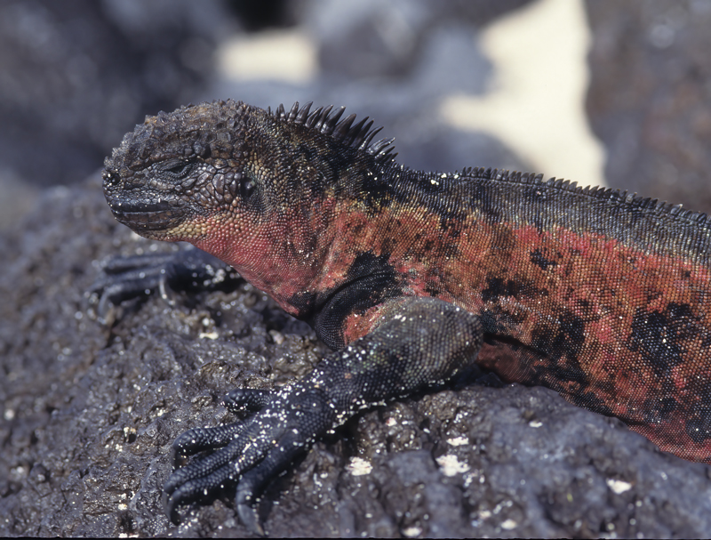 Galapagos_Marine_Iguana_97_Galapagos_009