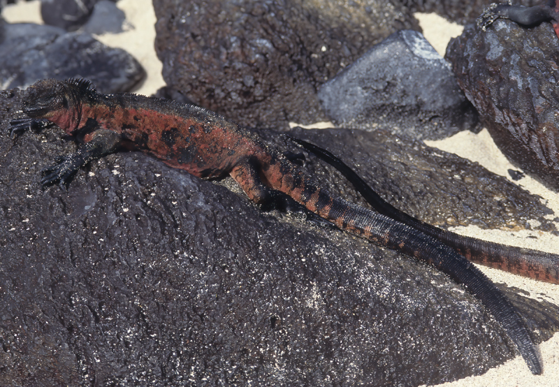 Galapagos_Marine_Iguana_97_Galapagos_010