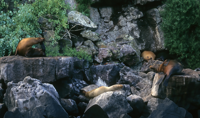 Galapagos_Sea_Lion_97_Galapagos_001