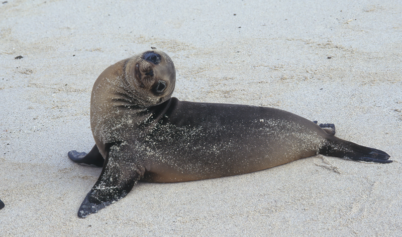 Galapagos_Sea_Lion_97_Galapagos_003