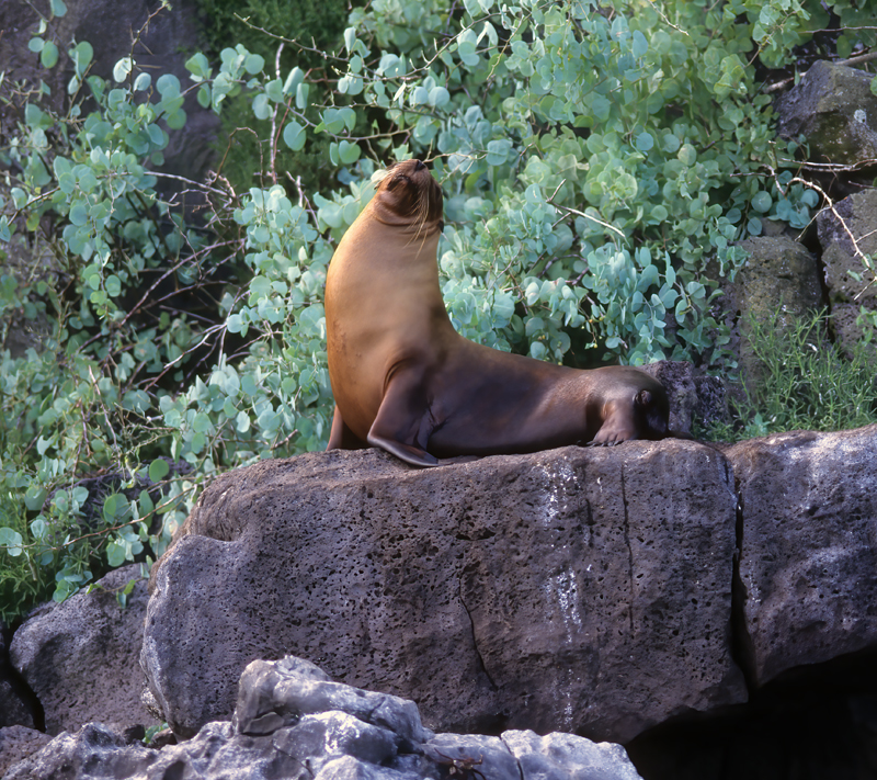 Galapagos_Sea_Lion_97_Galapagos_006