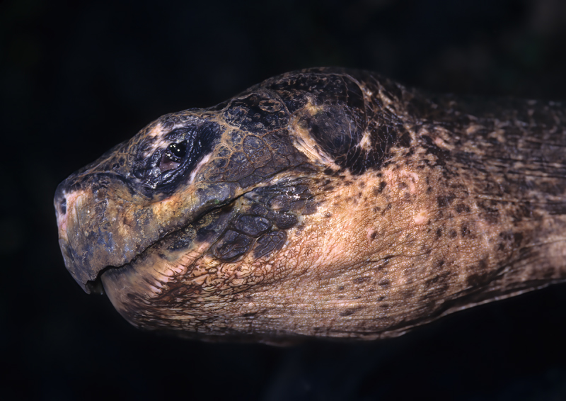 Galapagos_Tortoise_97_Galapagos_001