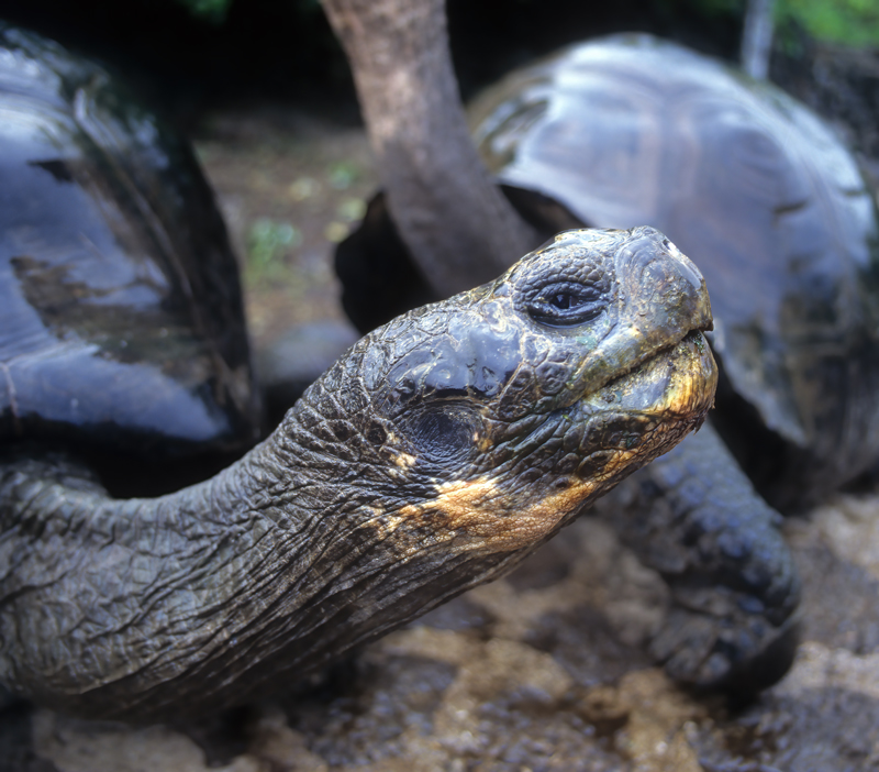 Galapagos_Tortoise_97_Galapagos_005