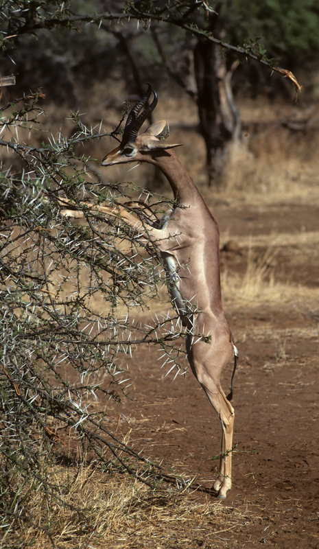 Gerenuk_90_Kenya_001