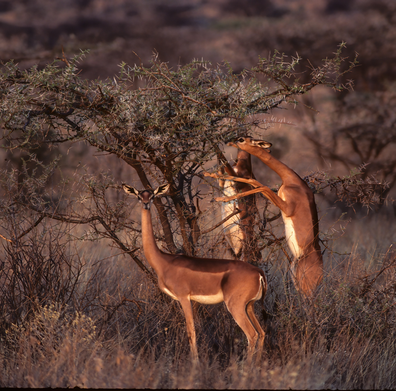 Gerenuk_90_Kenya_007