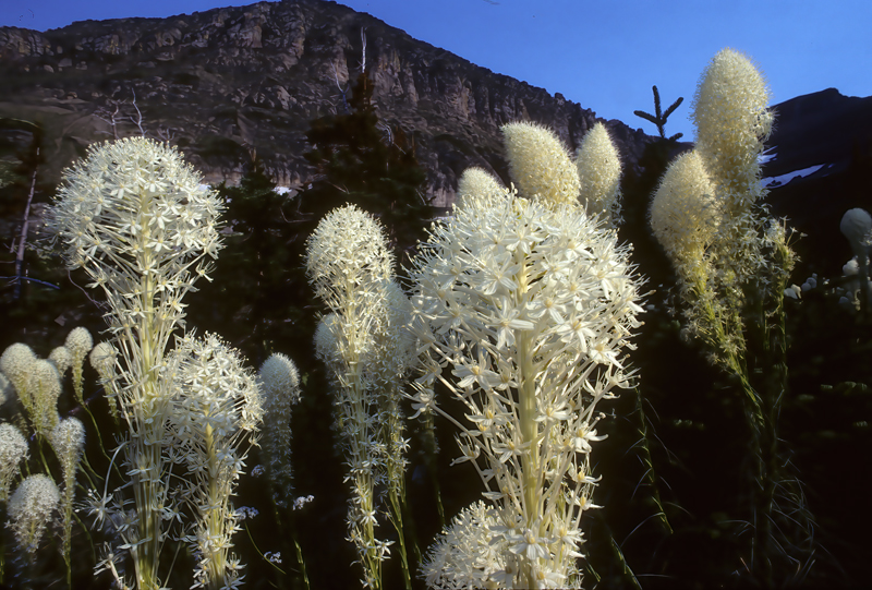 Glacier_Park_89_014