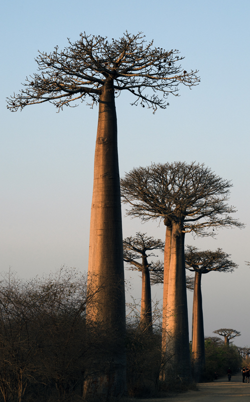 Grandidier_Baobab_24_Madagascar_026