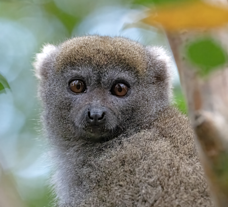 Gray_Bamboo_Lemur_24_Madagascar_020