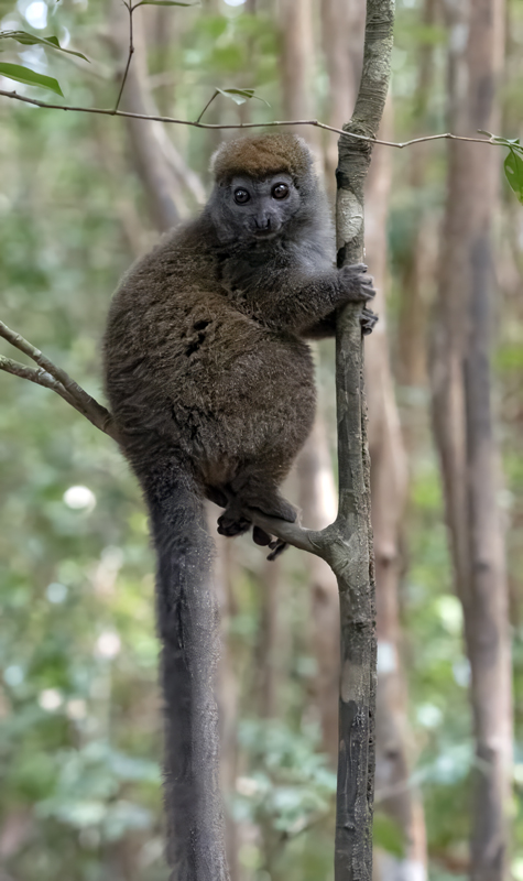 Gray_Bamboo_Lemur_24_Madagascar_031