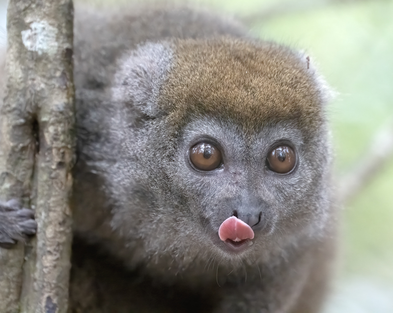 Gray_Bamboo_Lemur_24_Madagascar_062