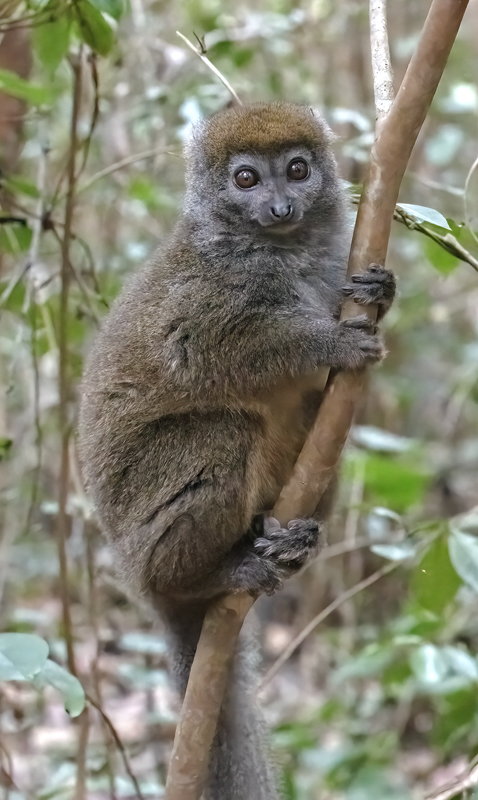 Gray_Bamboo_Lemur_24_Madagascar_074