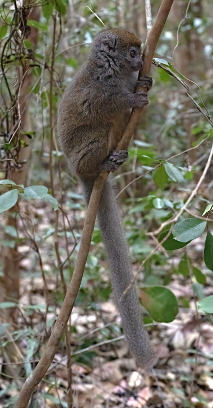 Gray_Bamboo_Lemur_24_Madagascar_400
