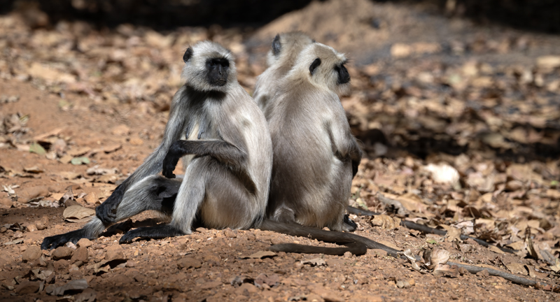 Gray_Langur_Monkey_25_India_016