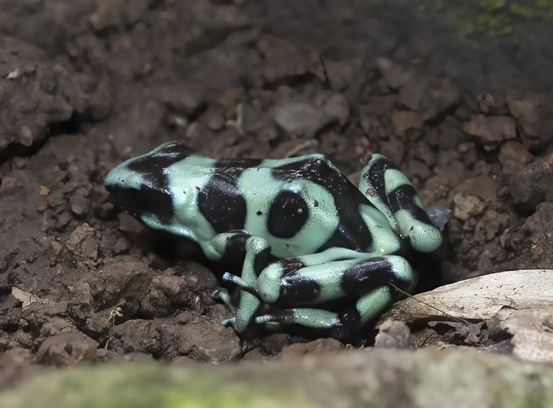 Green-black_Poison_Dart_Frog_18_Costa_Rica_021