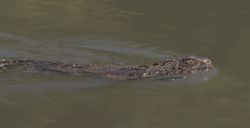 Green_Iguana_17_Costa_Rica_009