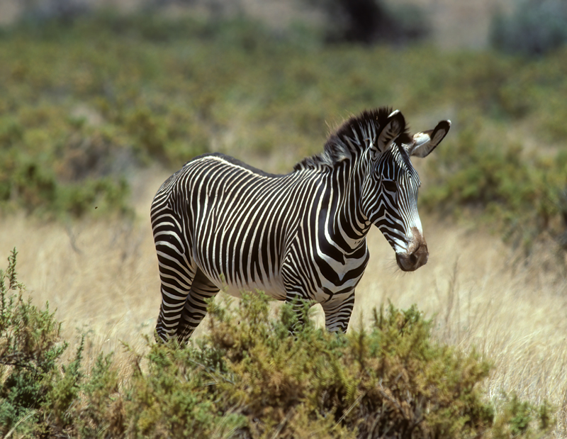 Grevys_Zebra_90_Kenya_006