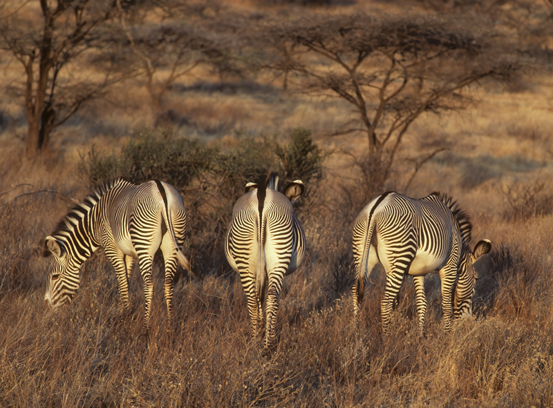Grevys_Zebra_90_Kenya_007