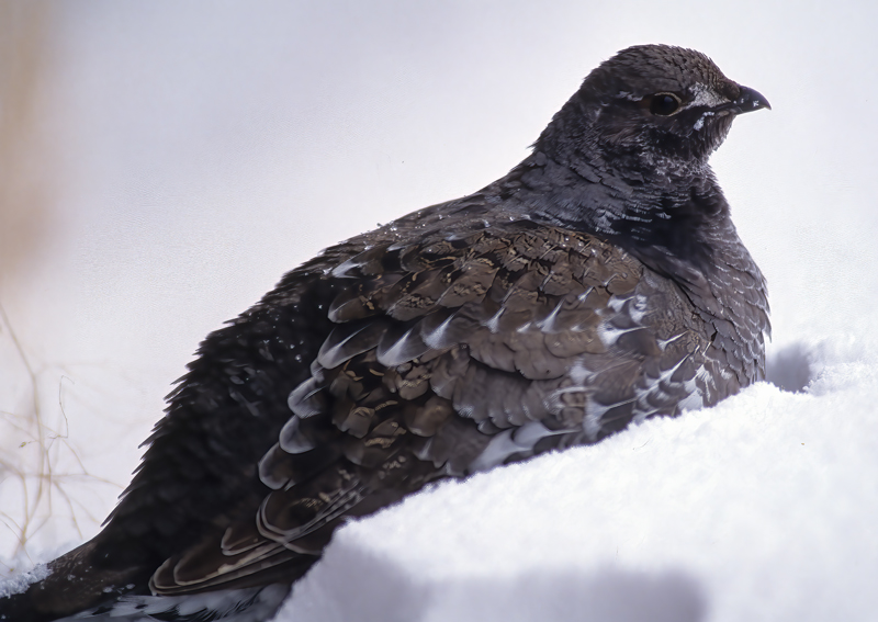 Grouse_98_WY_003